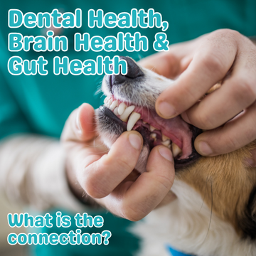 The Vital Connection Between Dental, Brain & Gut Health in Senior Dogs